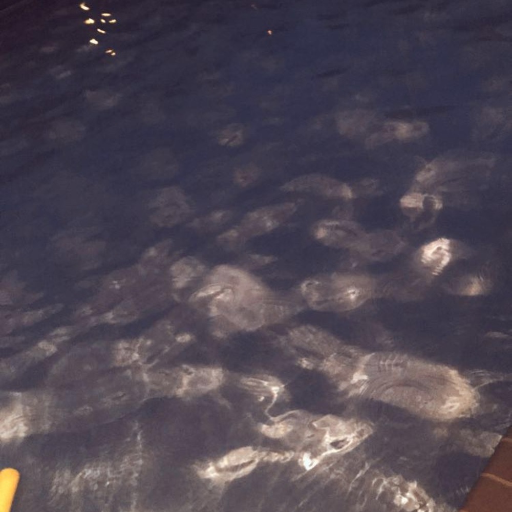 Meet your Posher, Brayden